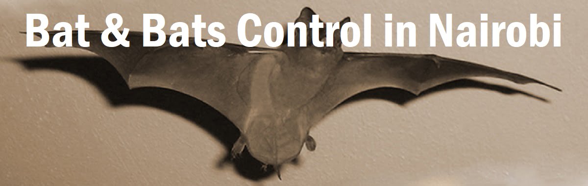 Bat & bats control in Nairobi