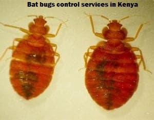 Bat bugs control services in Kenya