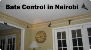 Bats control in Nairobi
