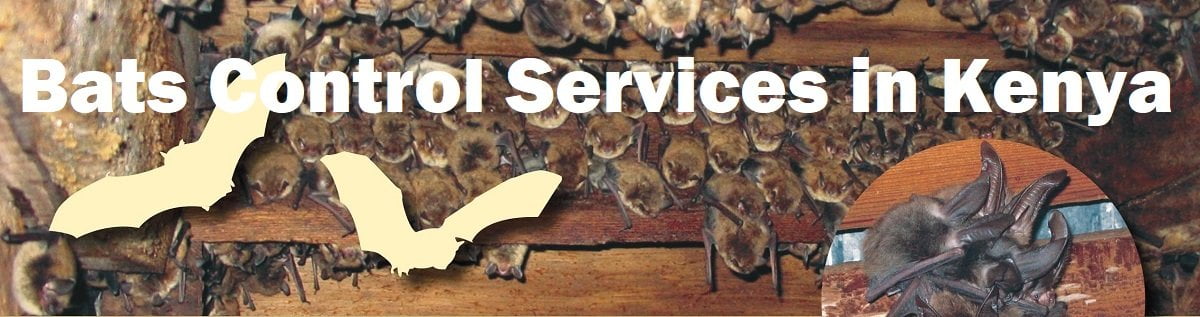 Bats control services in Kenya