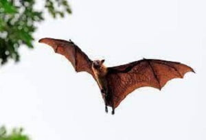 Bats control services in Kenya