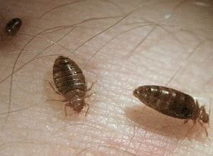 Bedbugs control services in Eldoret