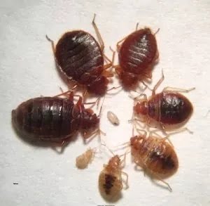 Bedbugs control services in Kenya