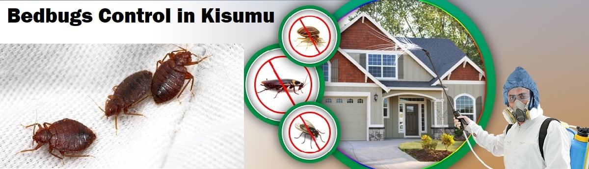 Bedbugs control services in Kisumu