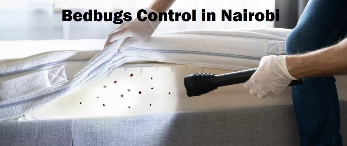 Bedbugs control services in Nairobi