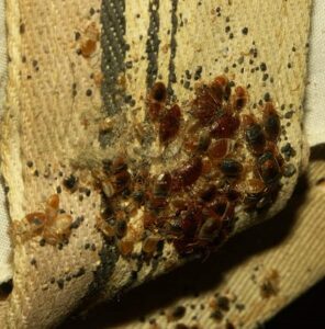 Bedbugs extermination services in Eldoret
