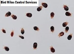 Bird mites control in Kenya