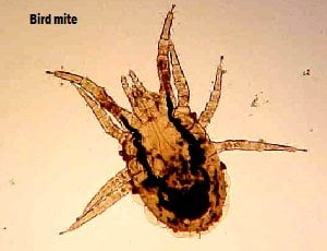 Bird mites control services