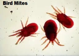 Bird mites control services in Kenya