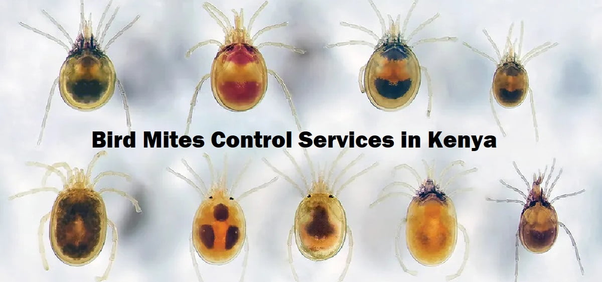 Bird mites control services in Kenya