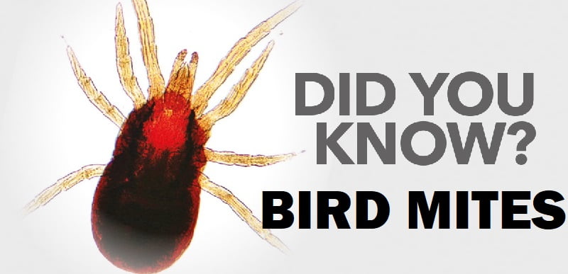 Bird mites control services in Kenya
