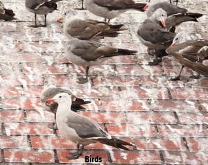 Birds infestation control in Kenya