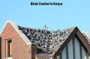 Birds control in Kenya