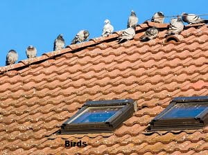 Birds control services in Kenya Birds control services in Kenya