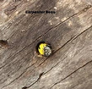 Carpenter bees control services Carpenter bees control services