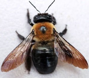 Carpenter bees control in Kenya Carpenter bees control in Kenya