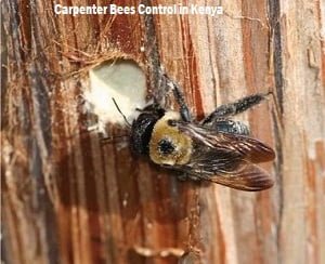 carpenter bees control services in Kenya