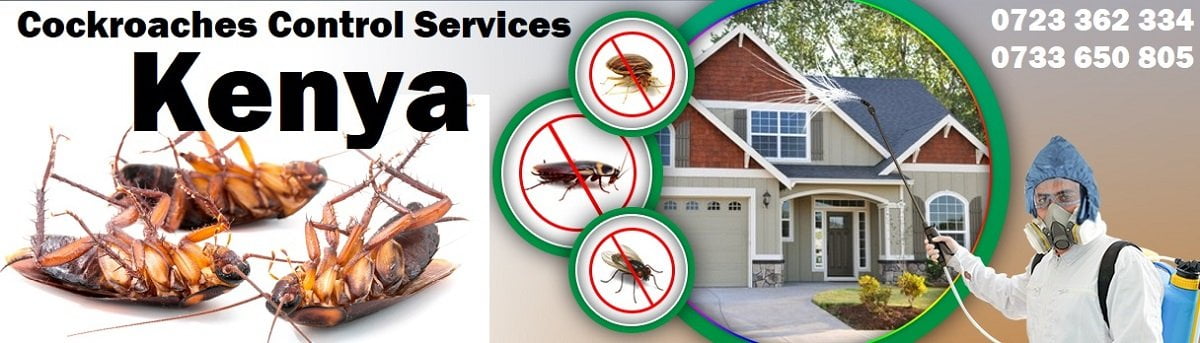 Cockroaches control services in Kenya