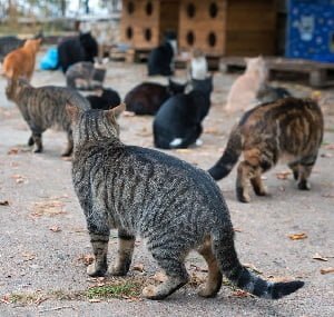 Feral cats control in Kenya Feral cats control in Kenya