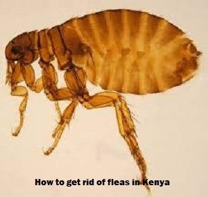 Fleas & how to get rid of fleas in Kenya?
