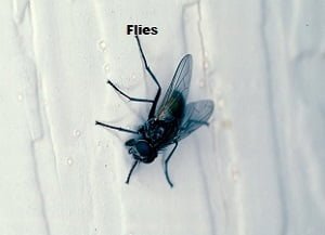 Flies control services Flies control services