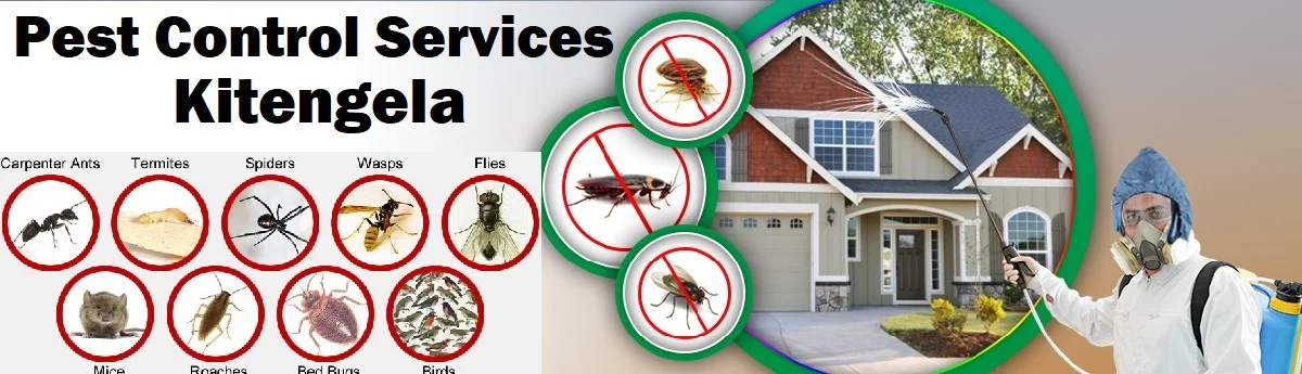 Fumigation and pest control services in Kitengela
