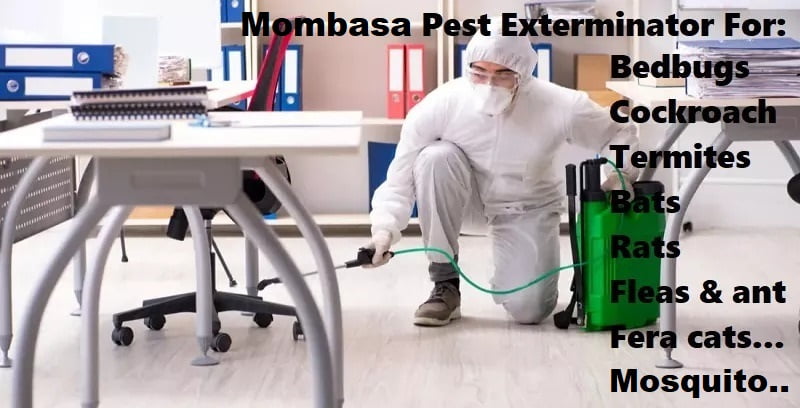 Fumigation and pest control services in Mombasa county Fumigation and pest control services in Mombasa county