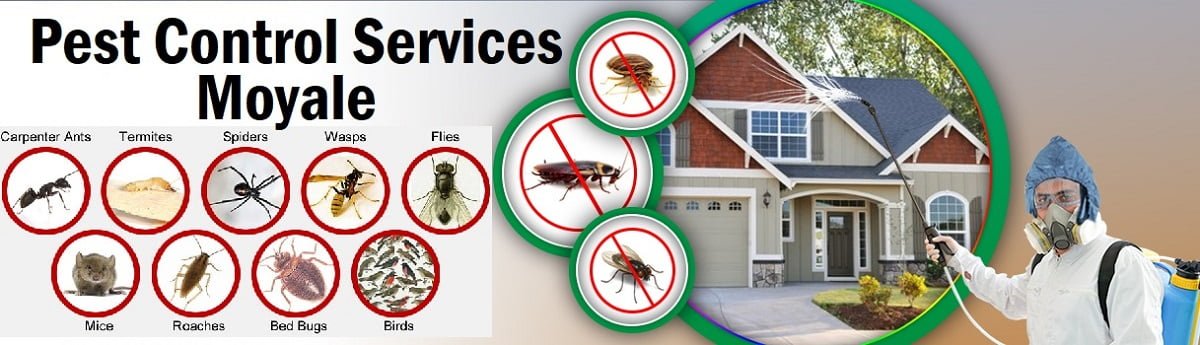 Fumigation and pest control services in Moyale
