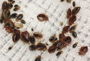 Fumigation and pest control services in Nyamira Fumigation and pest control services in Nyamira