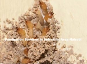 Fumigation services in Industrial Area Nairobi Fumigation services in Industrial Area Nairobi