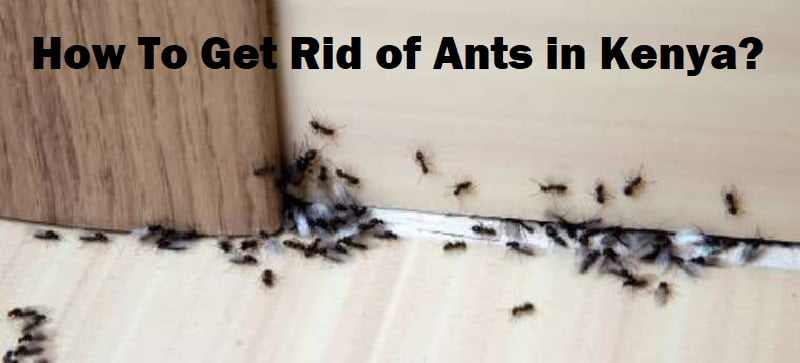 Ants & how to get rid of ants in Kenya?