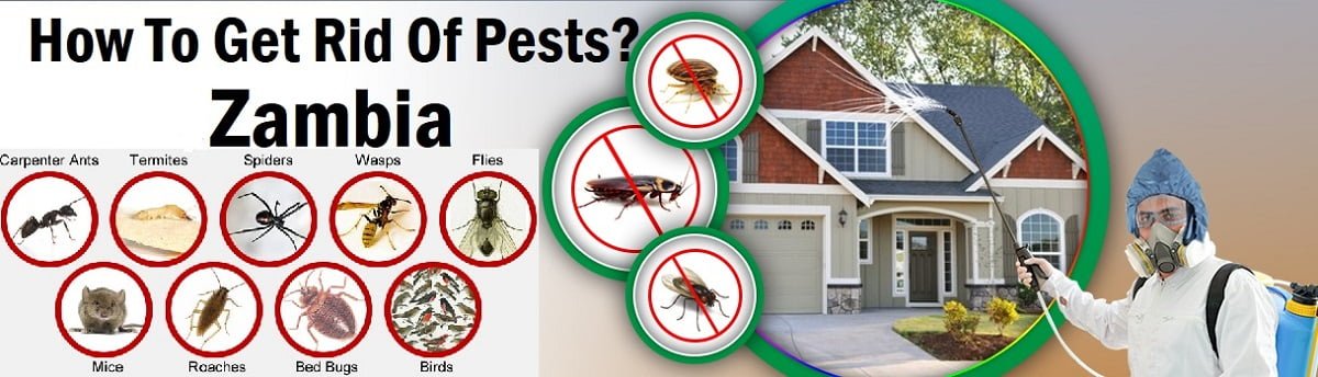 How to get rid of pests in Zambia?