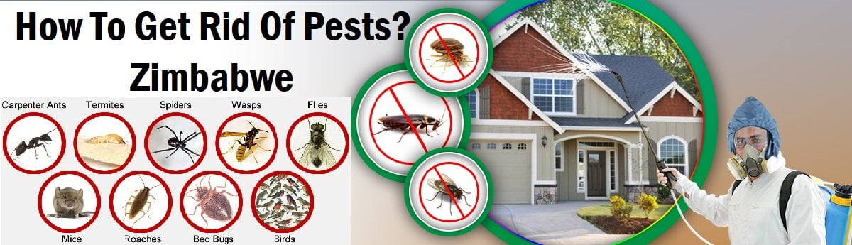 How to get rid of pests in Zimbabwe?