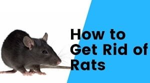how to get rid of rats in Kenya?