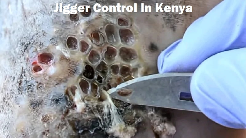 Pantry pests control in Kenya Pantry pests control in Kenya
