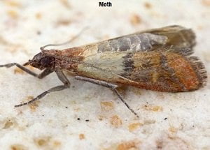 Moths control services in Kenya Moths control services in Kenya