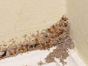 Oyugis fumigation services Oyugis fumigation services