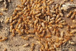 Pes control in Oyugis Pes control in Oyugis