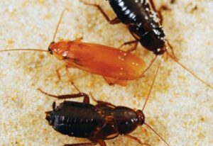 Pest control services in Industrial Area Nairobi Pest control services in Industrial Area Nairobi