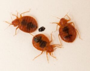 Pest control services Kilifi Pest control services Kilifi