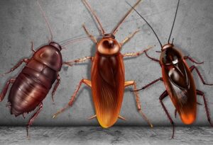 pest control services in Kadongo Katito Ringa pest control services in Kadongo Katito Ringa