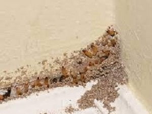 Pest extermination services in Kisii Pest extermination services in Kisii