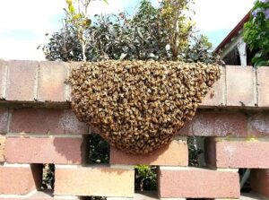 Pest extermination services in Mexico