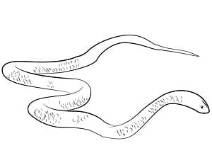 Snake control in Kenya