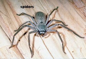 Spiders control in Kenya