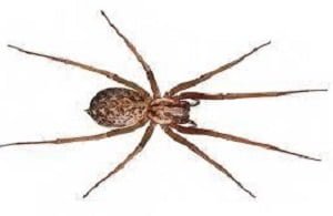 Spiders control services in Kenya