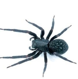 spiders control services in Kenya