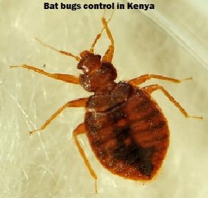 Bat bugs control in Kenya