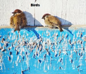 Birds control in Kenya Birds control in Kenya