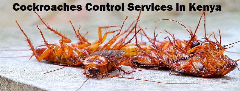 cockroaches control services in Kenya